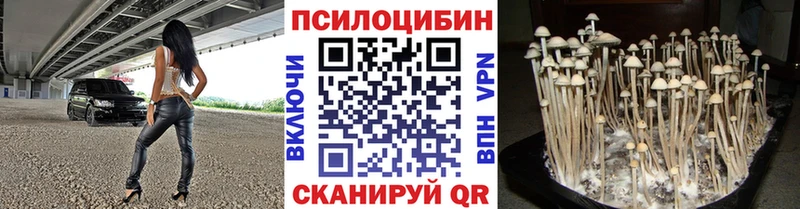 Галлюциногенные грибы Psilocybe  где продают   Мосальск 